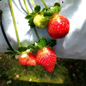 Genting Highlands Strawberry Leisure Farm
