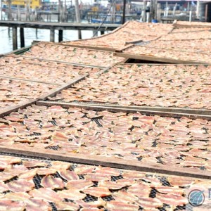 Dried Fish Factory Pangkor Island